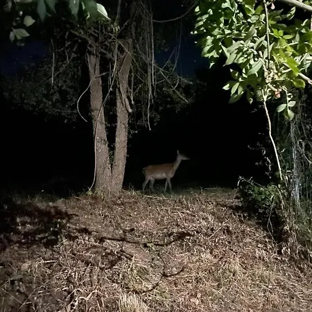 Romantic Treehouse Yurt In Nature Reserve With Jacuzzi *
