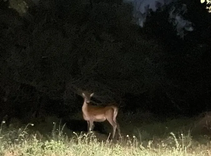 Luxuszelt Romantic Treehouse Yurt In Nature Reserve With Jacuzzi