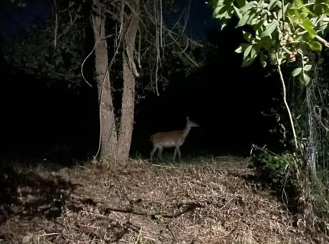 Romantic Treehouse Yurt In Nature Reserve With Jacuzzi *